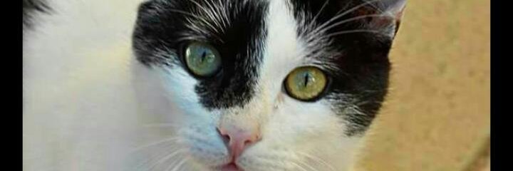 AntonelloCor's profile banner image