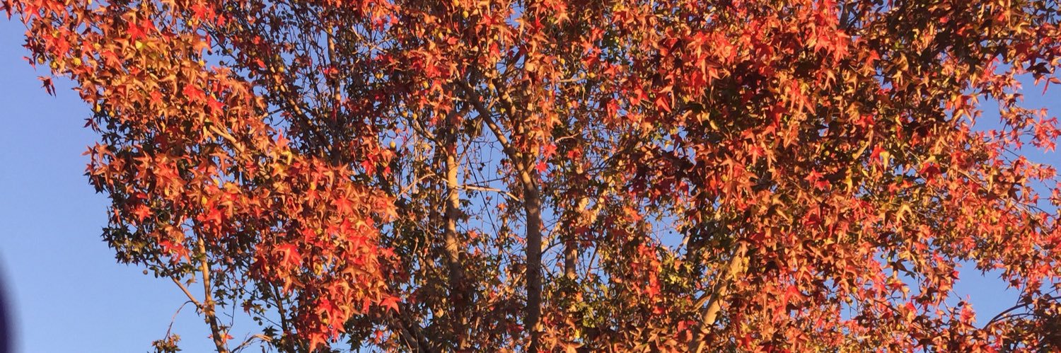 MrsEM97's profile banner image