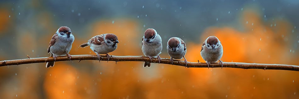 Fernando Santiago banner