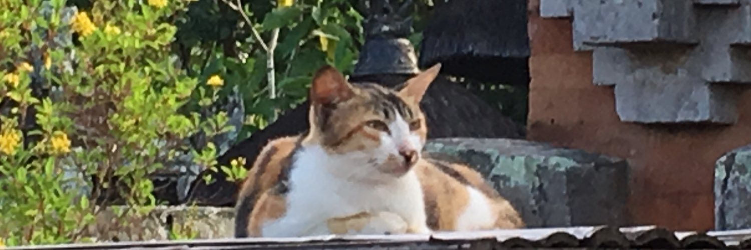ktutnik's profile banner image