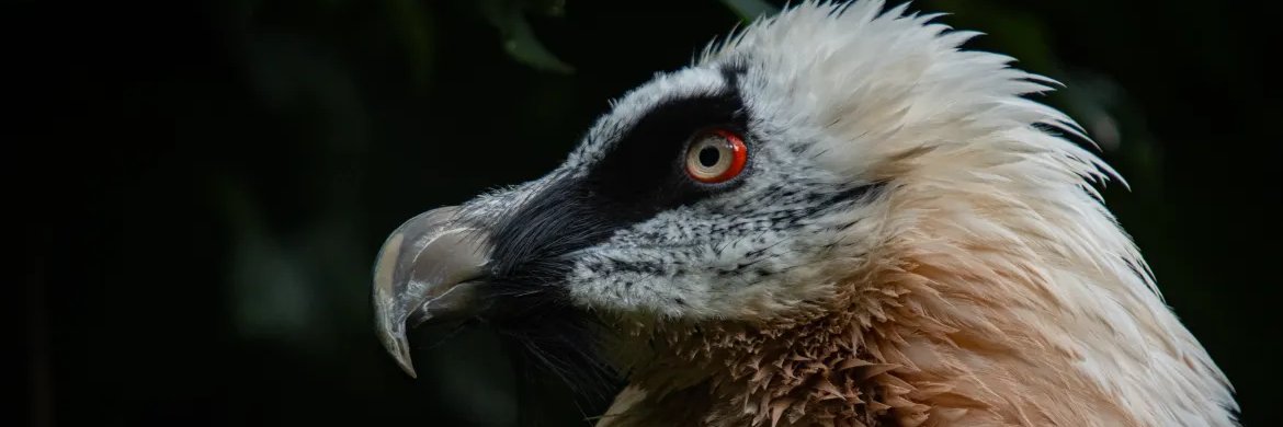 ZOO LIBEREC, CZ banner