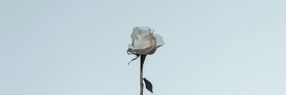 AnaMachadoV's profile banner image