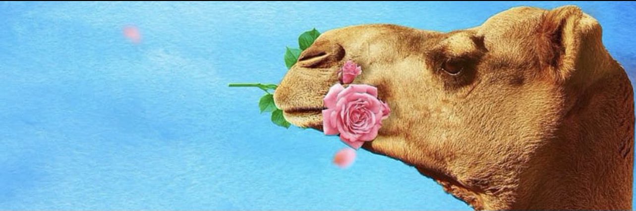 smdooo's profile banner image