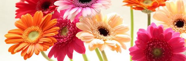 mich banner