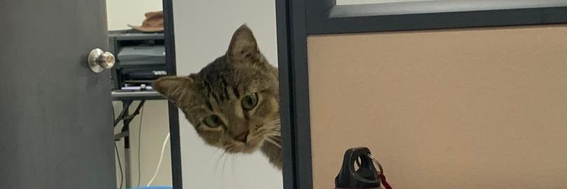 memkucing's profile banner image