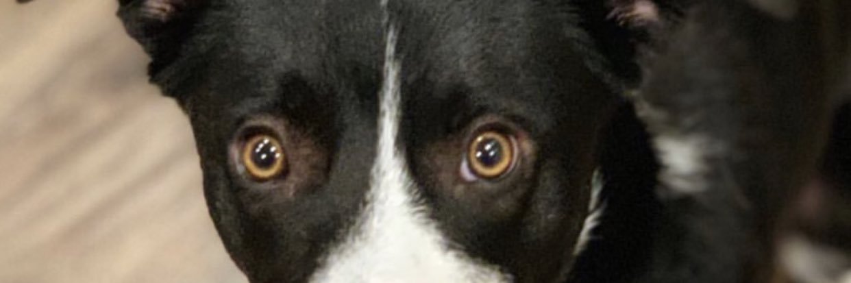jaydenselmos's profile banner image