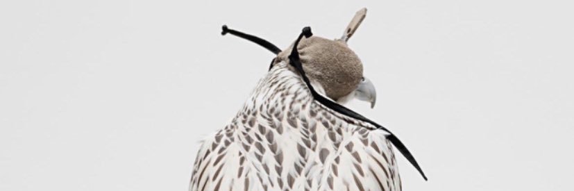 almsaferrr's profile banner image