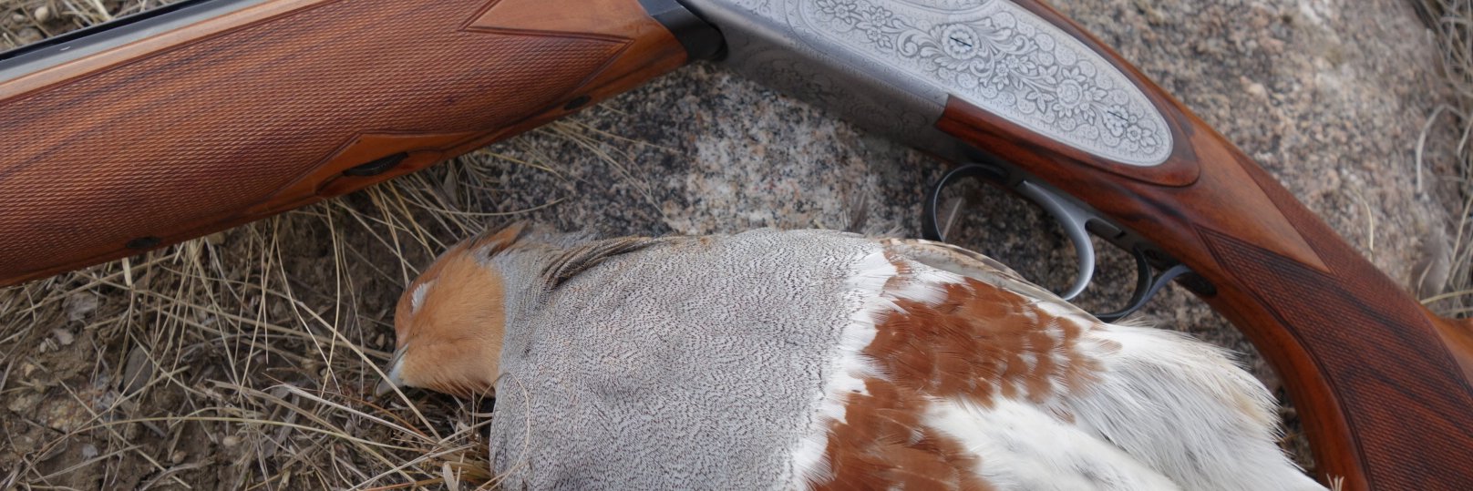 primitiveBC's profile banner image
