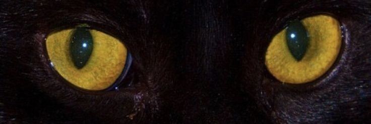 disrahmas's profile banner image