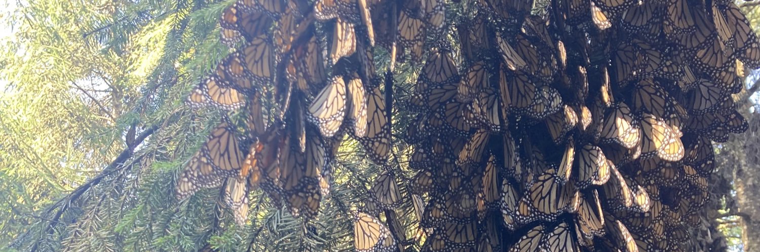 Inger Díaz Barriga banner