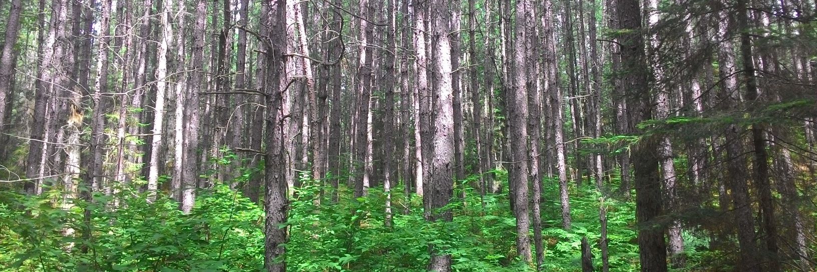 ThePawlowski's profile banner image