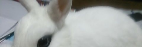 chocoberyy's profile banner image