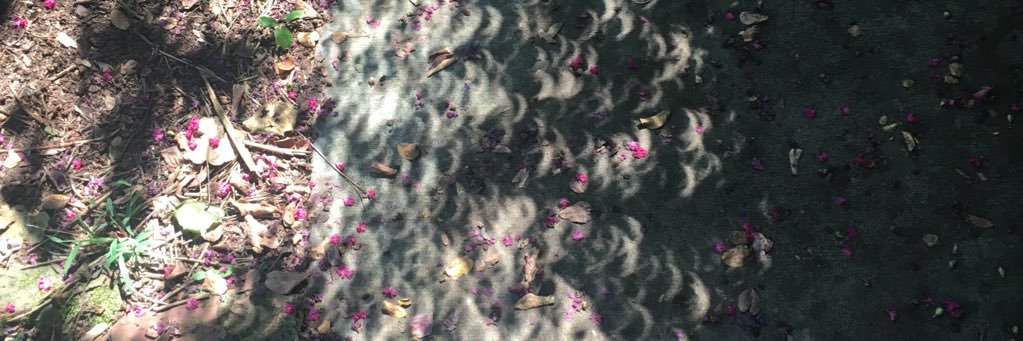 wordsmostly's profile banner image