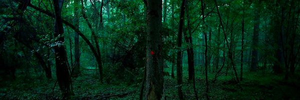 ThomasSchwoerer Profile Banner