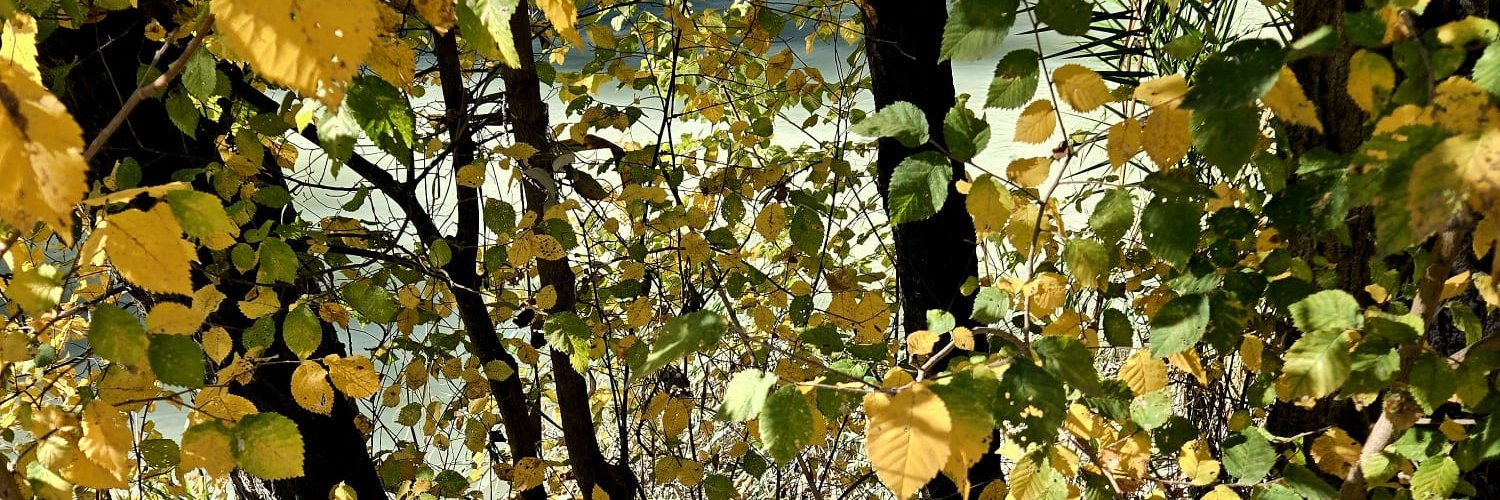 Isabel Gadea Martínez banner