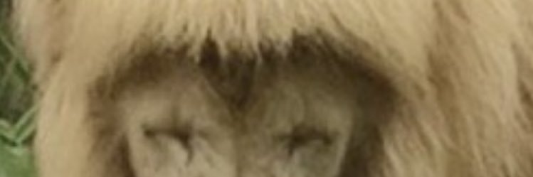 givemecashmere's profile banner image
