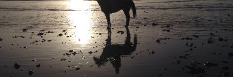 Sue Scott-collis banner