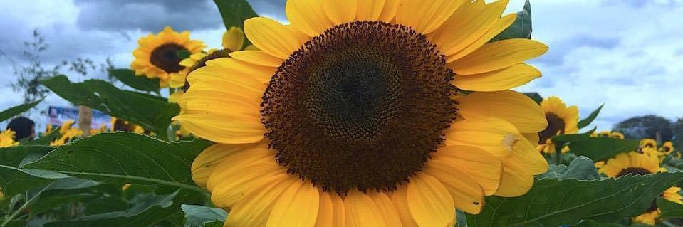 meriAnnette's profile banner image