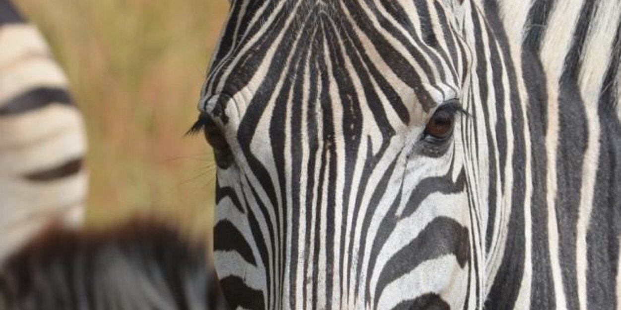 Green Route Africa banner