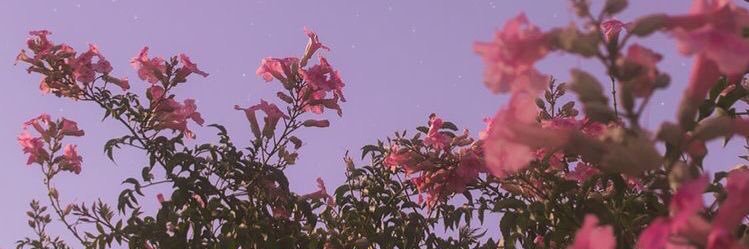 riviadella's profile banner image