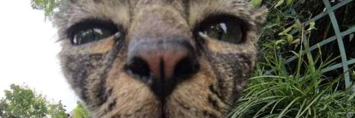 wholecoconut's profile banner image