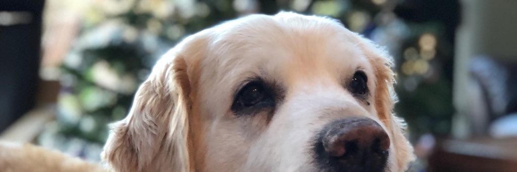 izzymetcalfe's profile banner image