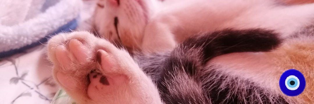 ginalynap's profile banner image