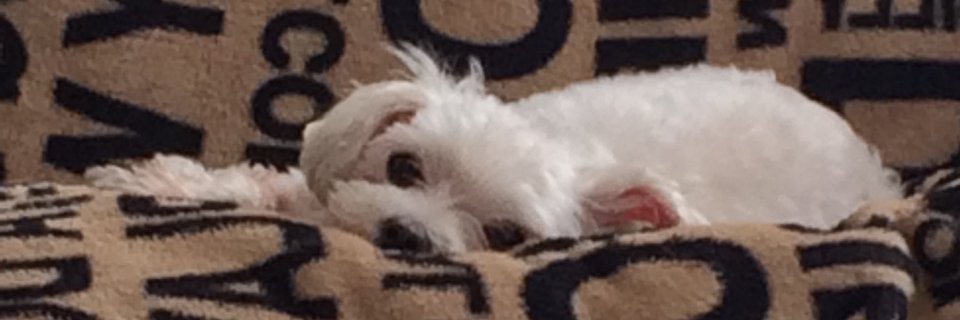 MickeyLaughs's profile banner image