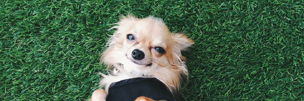 ngwillynn's profile banner image
