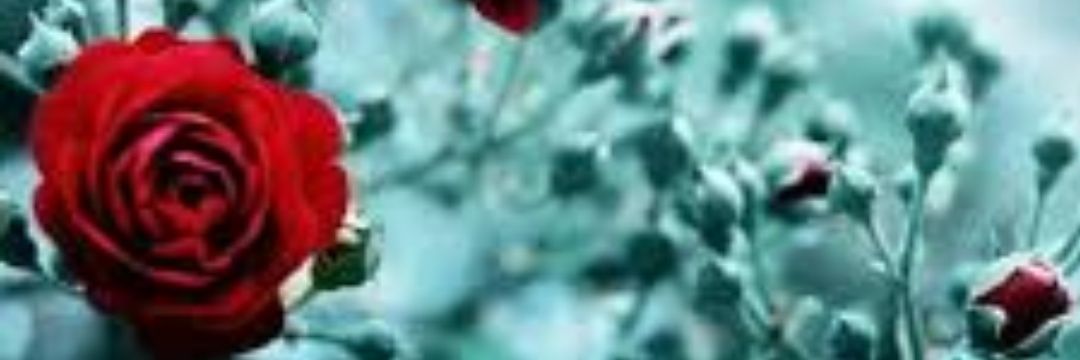 bbb222bbb222's profile banner image