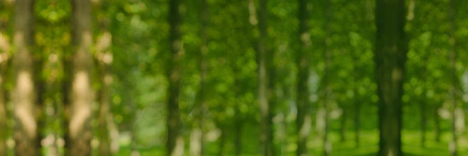 MaryKausch's profile banner image