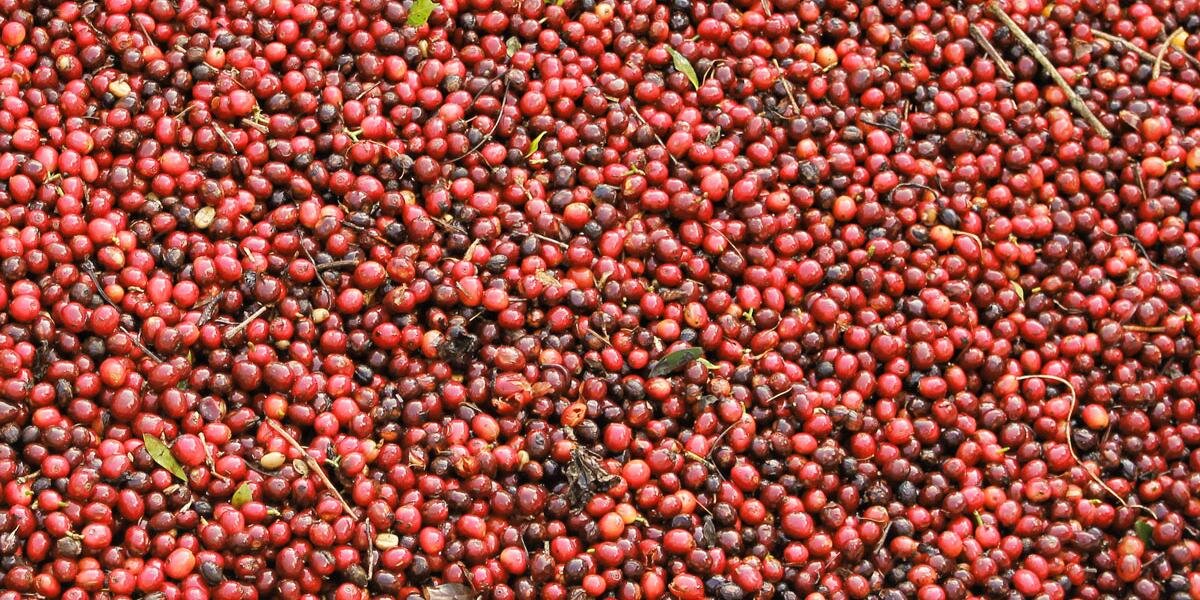 Small Batch Roasting banner