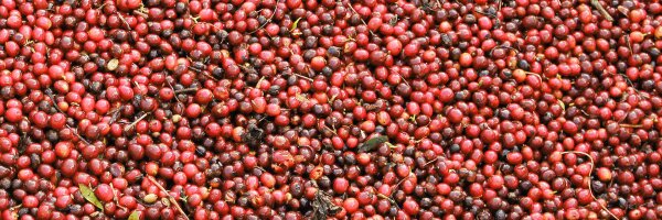 smallbatchroast Profile Banner