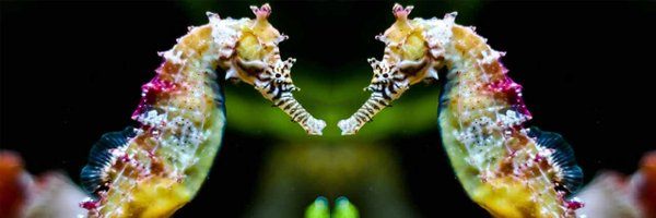 Franc_grau Profile Banner