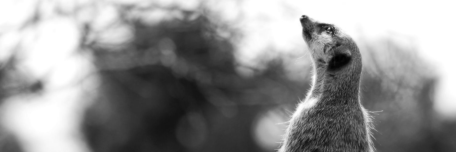 holysupermike's profile banner image