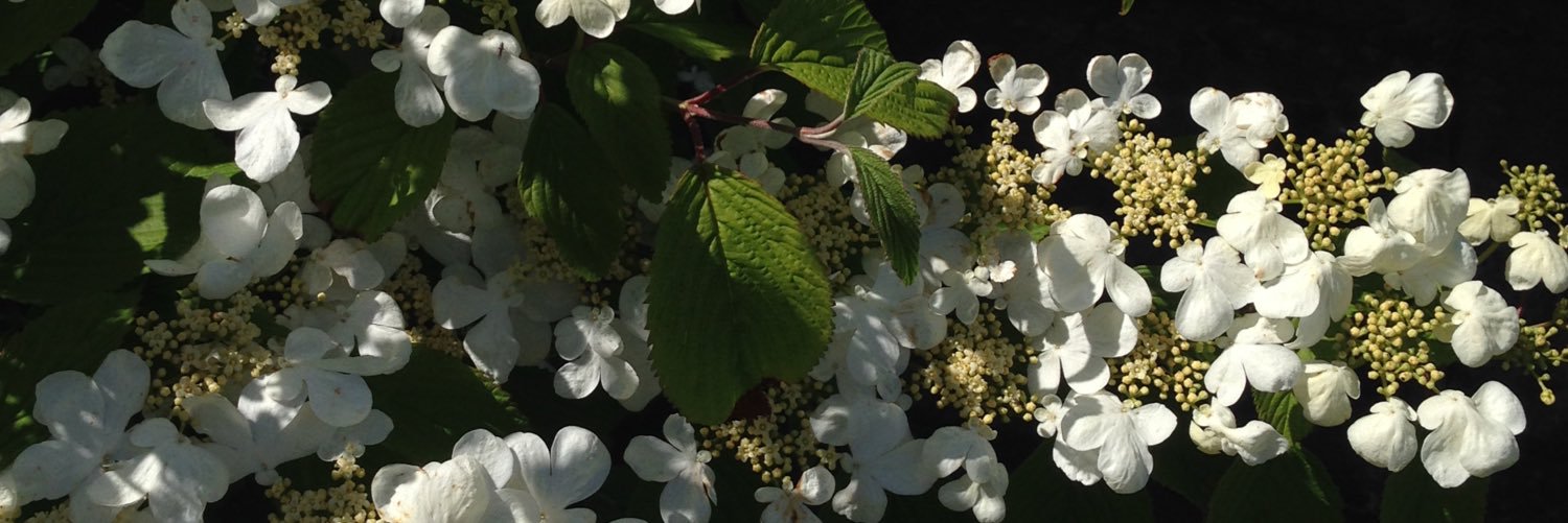 labradormum's profile banner image