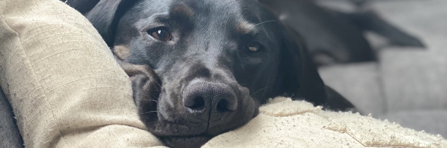 alyssaboudreau1's profile banner image