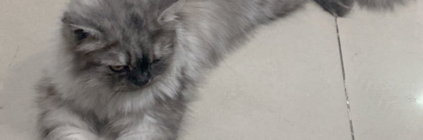 ningza18's profile banner image