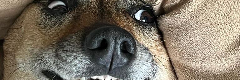 Fennixx's profile banner image