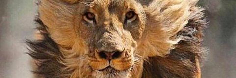 joaoluislopes's profile banner image