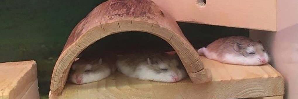 han_fieldsend's profile banner image