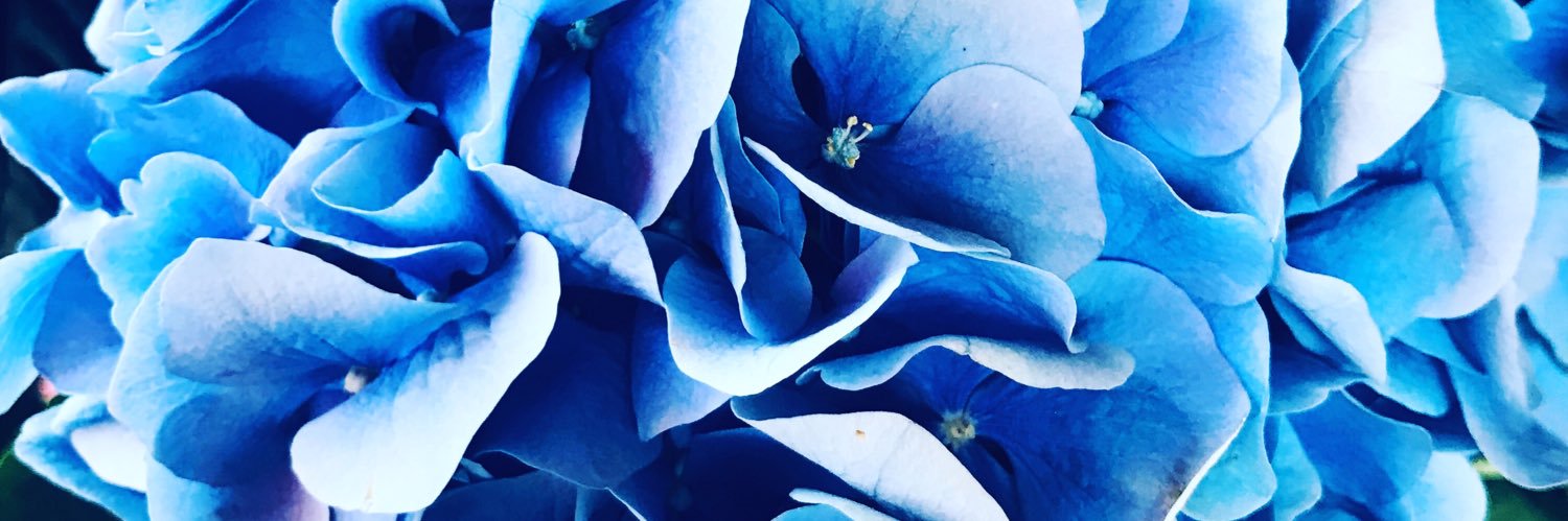 Stephanie Regagnon banner