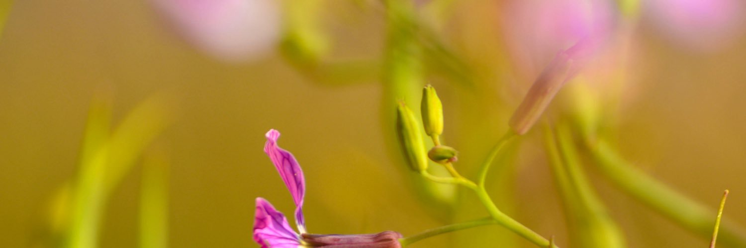 Lu_ViMe's profile banner image