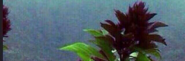 alamri0000's profile banner image