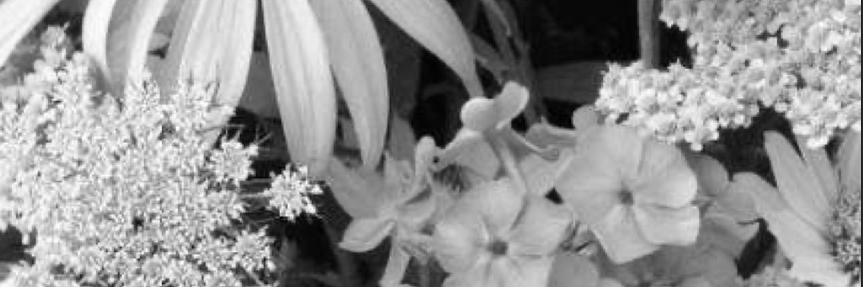 Jess_bancroft_'s profile banner image