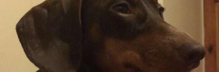 dan banner