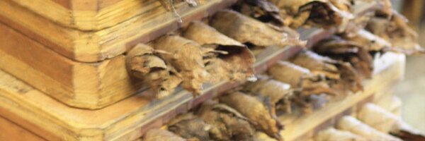 NOLACigar Profile Banner