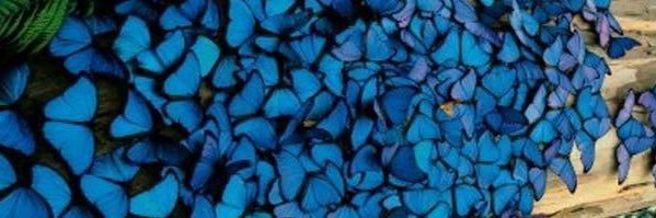 lisacrout's profile banner image