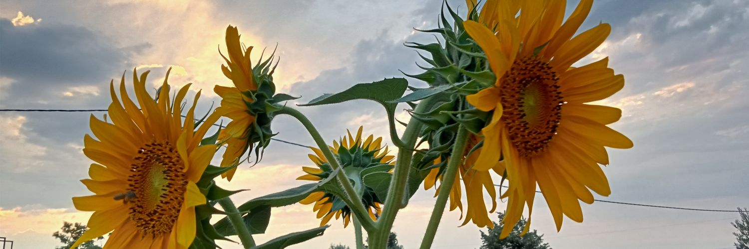 VedatErbas41's profile banner image