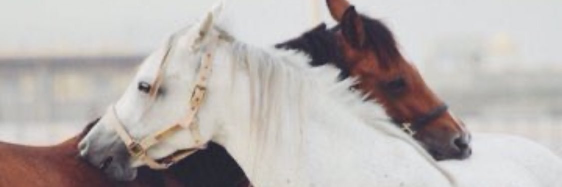 sweerwaleed's profile banner image